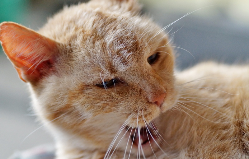 yawn, looking, rest, tomcat, home, siesta, yell, awake, recreation, animal themes, cat, tired of the, ginger cat, pets, young animal, domestic cat, redheaded