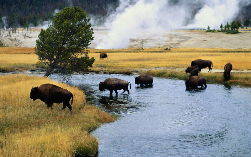field, no people, bisons, extreme Terrain, grass, animal wildlife, animals In The Wild, domestic animals, yellowstone National Park, landscape, wyoming