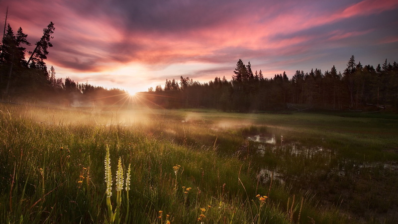 wetland, sunlight, beauty in nature, tree, red sky at morning, landscape, grass, outdoors, pine tree, morning, yellowstone river, sky, land, meadow, 1080P