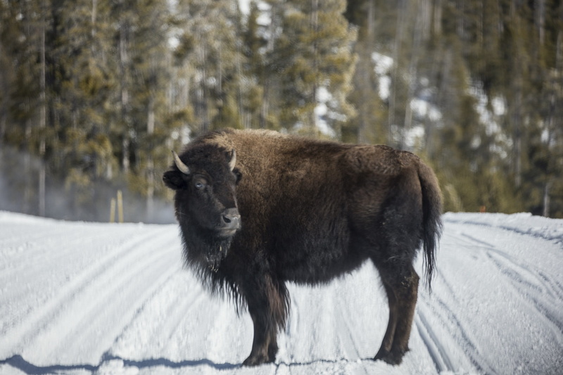 one animal, focus on foreground, no people, yellowstone national park, animal wildlife, animals in the wild, wyoming, herbivorous, road, nature, domestic animals