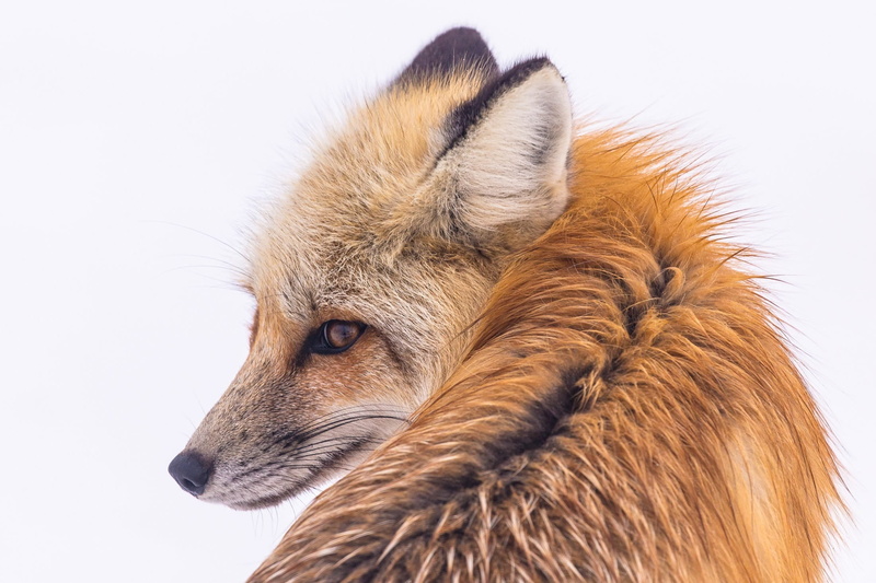 wilderness, animal wildlife, no people, sitting, animal hair, usa, brown, predator, animal head, close up, profile view, dog, vertebrate, fox, vulpes vulpes
