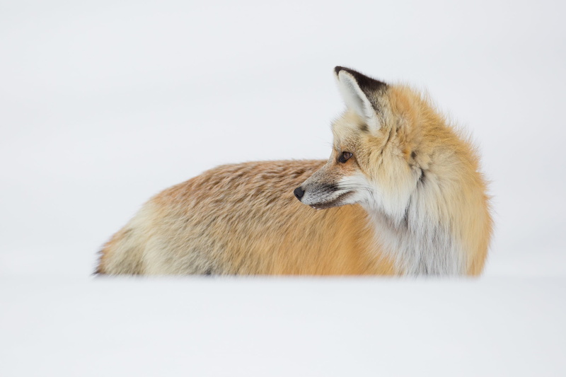 wyoming, carnivore, animal hair, hayden valley, usa, canine, indoors, looking, portrait, profile view, predator, nature, white background, winter, red fox