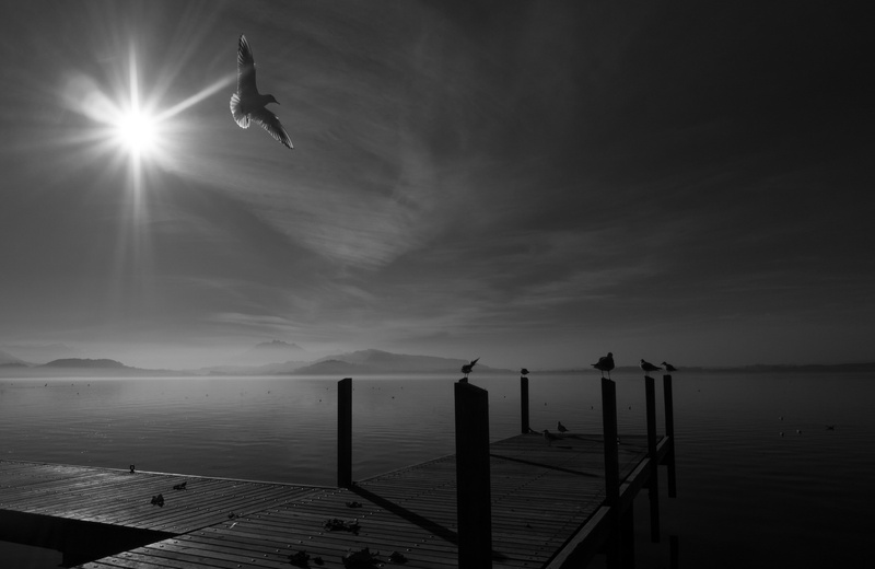 bw, bird, beautiful, art, seagull, water, sky, clouds, white, 4K, outdoors, illustration, black, sw, Zug, Zugersee, switzerland, sea, sunset, nature, Dock