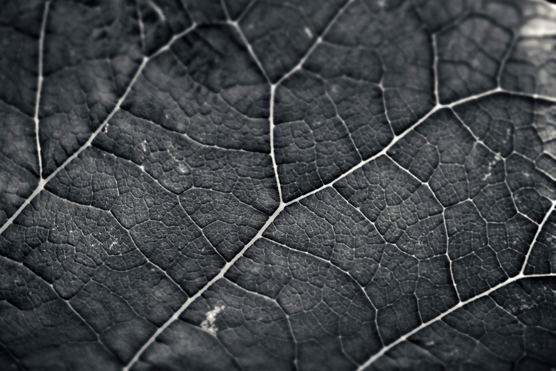 dry, structures, detail photo, surface, plant part, plant, outdoors, texture, natural pattern, day, backgrounds, focus on foreground, no people, leaf, leaf vein