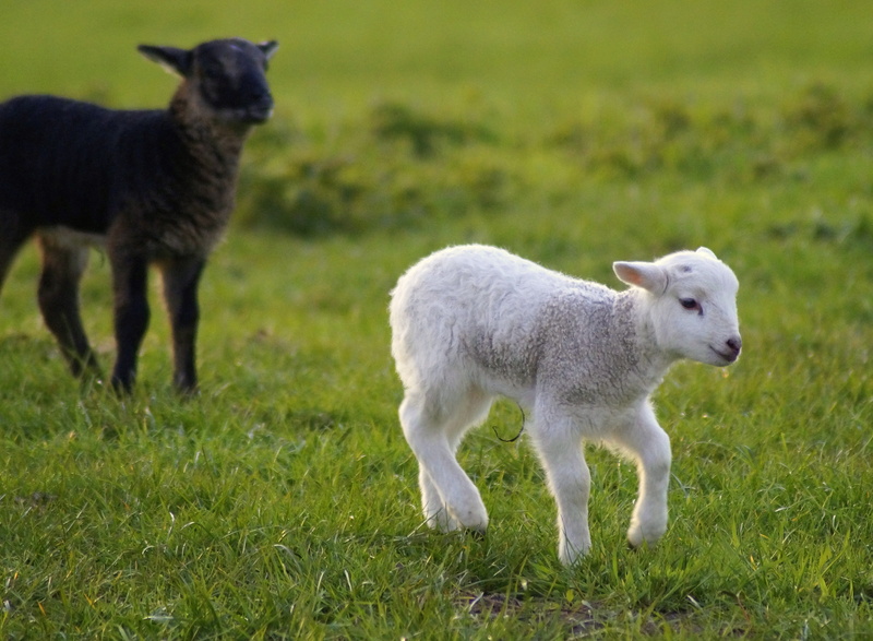 schäfchen, animal family, outdoors, animal children, together, no people, sw, land, black, domestic, run, white, two animals, meadow, pets, nature, livestock