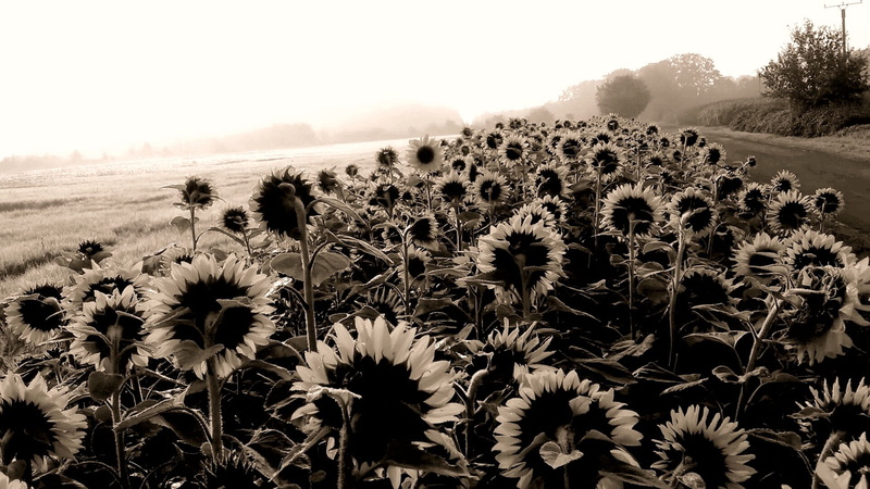 agriculture, fragility, sky, freshness, Sunflower, beauty in nature, vulnerability, landscape, environment, day, no people, Sw, outdoors, nature, field