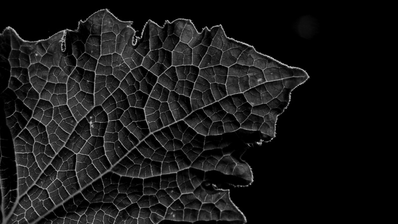 indoors, leaf, black white, plant, 5K, sw, pattern, nature, leaf texture, plant part, black and white, growth, studio shot, single object, close up, leaf vein