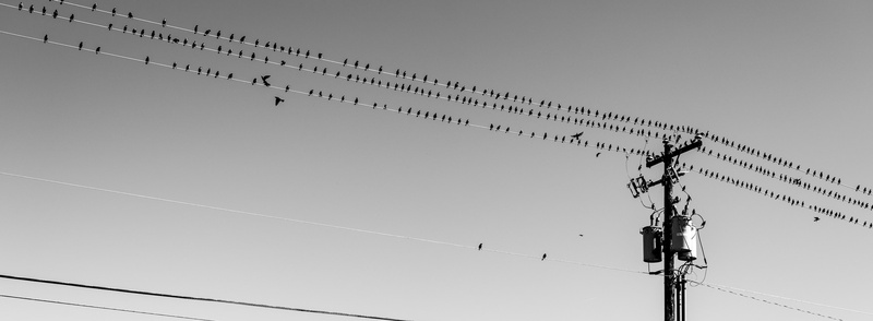 2K, roadtrip, nikkor50mmf14d, gasstation, phongho, Rest, crows, 50mm, restarea, nikond800, Oregon, nikon, wilbur, f14d, Station, Birds, Black and White