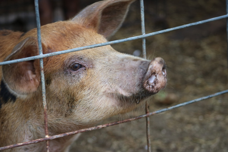 boundary, funny, farm, focus on foreground, mammal, cute, fence, close-up, wilbur, domestic, barrier, pets, livestock, metal, animals in captivity, outdoors