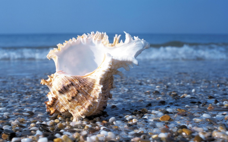 seashell, beach, nature, 2K, stony