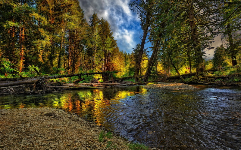 color Image, tree, pebble, forest, yellow, moss, flowing Water, lake, summer, sky, logs, tranquility, water, scenics, non-Urban Scene, beauty In Nature