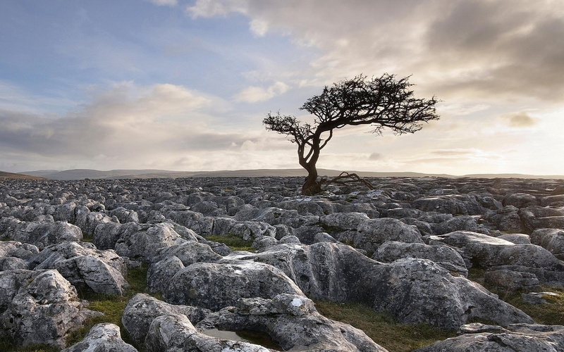 nature, tree, stony, gray, lot, landscape, 2K, rock