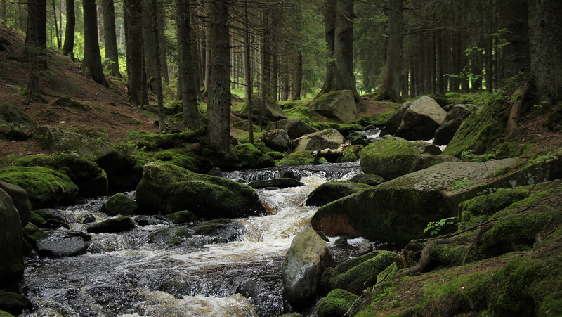 moss, tree, landscape, nature, motion, land, rock - object, speed, 5K, plant, emotion, forest, šumava, flowing, scenics - nature, lake, solid, will, trees
