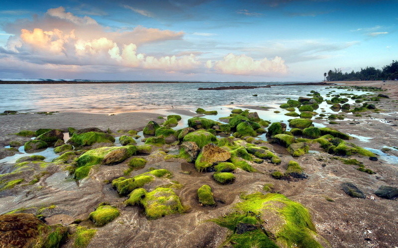sea, moss, tranquil Scene, tropical Climate, wave, vacations, vegetation, no People, horizon, nature, travel Destinations, scenics, summer, coastline, bay Of Water