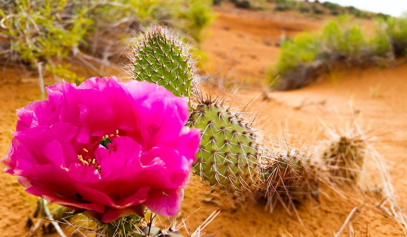 close-up, plant, pink color, glenn canyon, fragility, selective focus, flower head, bullfrog marina, growth, arizona, 4K, arid climate, freshness, desert