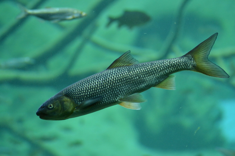 water, glass - material, trout, animals in the wild, no people, animals in captivity, sea, sea life, swimming, animal, undersea, underwater, Brook Trout