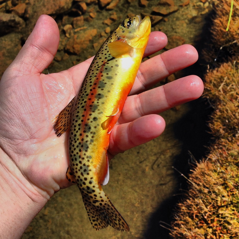 casting, golden, animal themes, holding, hobby, water, real people, one person, unrecognizable person, freshwater, lifestyle, angling, mountains, animal