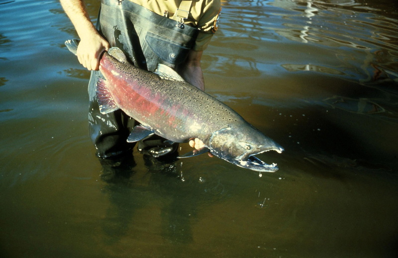 Chinook Salmon, catch of Fish, fisherman, vertebrate, chinook, catching, high angle view, photo, fishing Industry, river, fly-fishing, tshawytscha, salmon