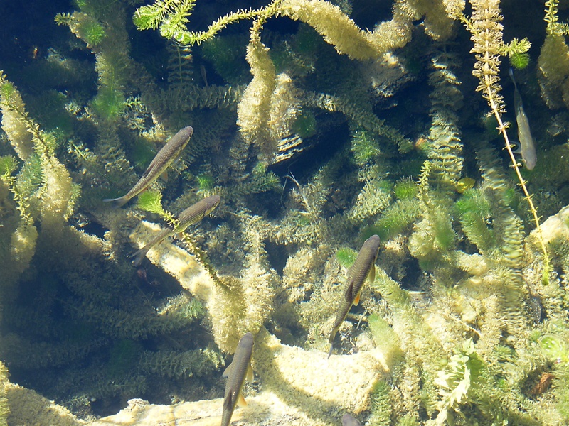 high angle view, animals in the wild, sunny, swimming, sea, animal themes, trout, clean, water, sunlight, animal, beauty in nature, day, marine, starfish
