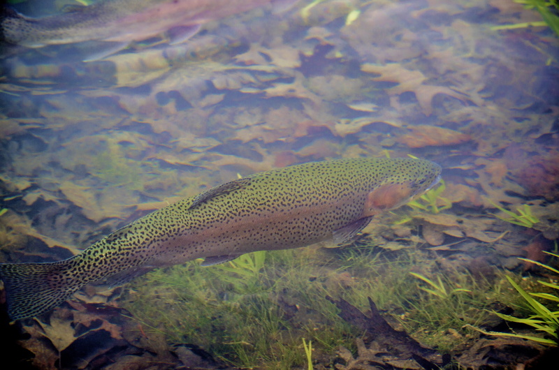 plant, mammal, salmon, day, 4K, marine, nature, side view, stream, swimming, sea, water, lake, animals in the wild, outdoors, fish, animal, one animal