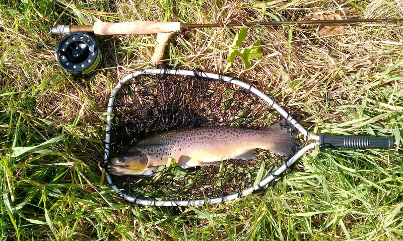 no people, fishing, freshness, hobby, grass, food, fisherman, food and drink, rainbow, wellbeing, trout, fishing rod, fish, nature, angling, vertebrate