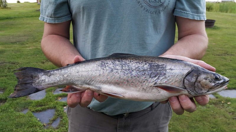 seafood, food and drink, catch of fish, midsection, fishing, 5K, marine, food, one animal, Brook Trout, Moosehead Lake, holding, men, vertebrate, big fish