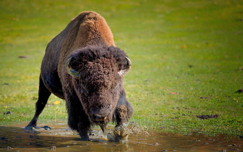 land, yellowstone National Park, forest, outdoors, no people, brown, nature, one animal, running, vertebrate, green Color, wildlife, american Bison, animal wildlife
