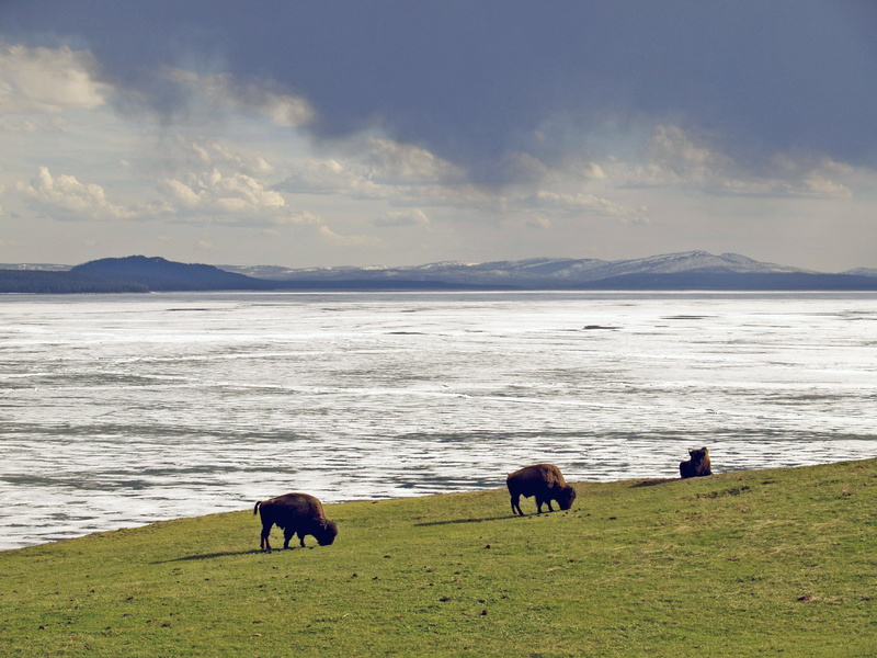 no people, beach, water, 2K, domestic, grass, mammal, frozen, weather mood, scenics, animal, grazing, landscape, usa, yellowstone national park, outdoors