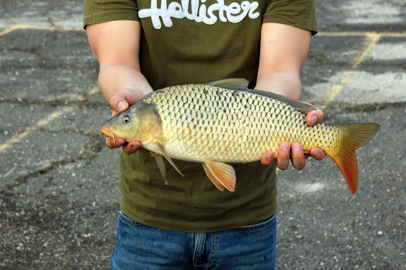 day, usa, fishing, outdoors, wisconsin, yellowstone lake, men, catch, one person, vertebrate, fish, wellbeing, freshness, catch of fish, seafood, food and drink
