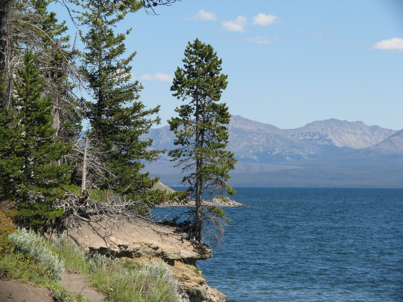 tranquility, tree, lake, beauty in nature, environment, yellowstone national park, mountain, remote, scenic, growth, landscape, non-urban scene, tranquil scene