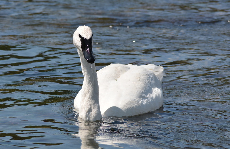 water, feathers, animal themes, water Bird, feather, animal neck, Beautiful, animals in the wild, mute Swan, River, animal, lake, day, river, animal wildlife