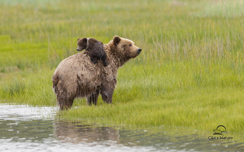water, Alaska, 1080P, bear, bears, meadow, Lake Clark National Park