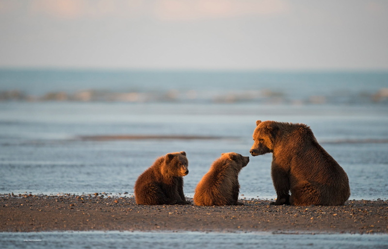Alaska, Cook Inlet, National Park and preserve lake Clark, bears, bear, cubs, 1080P