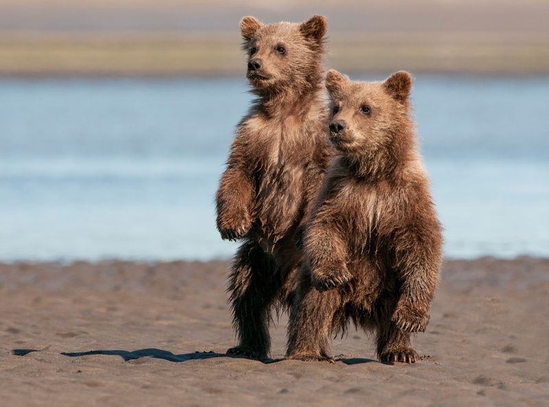 two of the bear, bears, Lake Clark National Park, stand, 2K, pair, National Park and preserve lake Clark, Alaska