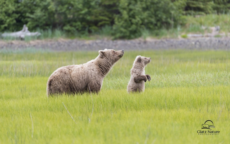 cub, bear, 1080P, Lake Clark National Park, bears, meadow, Alaska