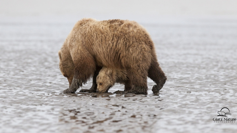bear, bears, cub, Alaska, Lake Clark National Park, 1080P