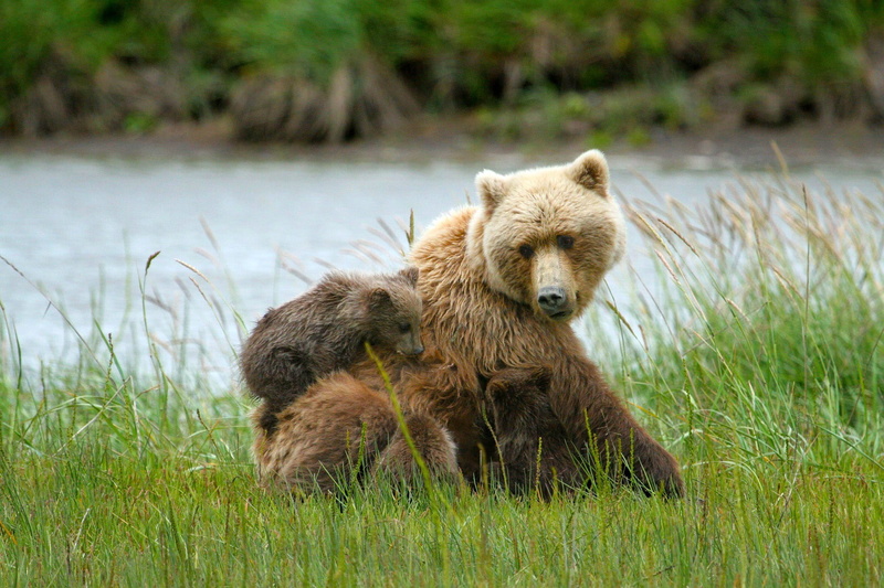 clark, Brown bears, Alaska, cub, vertebrate, mammal, animal wildlife, animal family, one animal, Lake Clark National Park, plant, public domain, bear, brown Bear