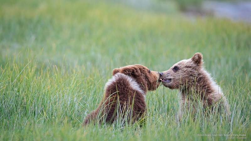 clark, national, bears, park, brown, Animals, lake, alaska, 2K
