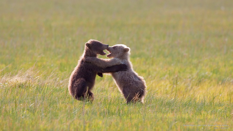 bears, national, lake, 2K, park, alaska, brown, clark, Animals