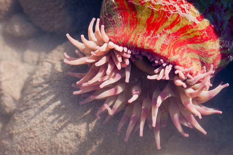 fish, marine, marine life, Alaska, sea, undersea, clark, tidepool, red, lake, pink color, wildlife, park, beach, 480P, Sea Anemone, reef, public domain