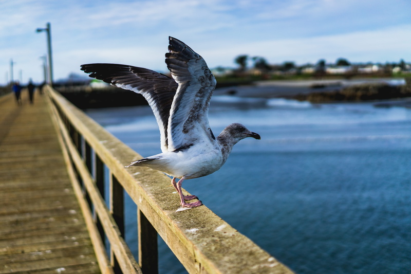 animals in the wild, fly, seagull, close-up, bay, dock, deck, 5K, ocean, water, vertebrate, outdoors, spread wings, united states, one animal, bird, sea