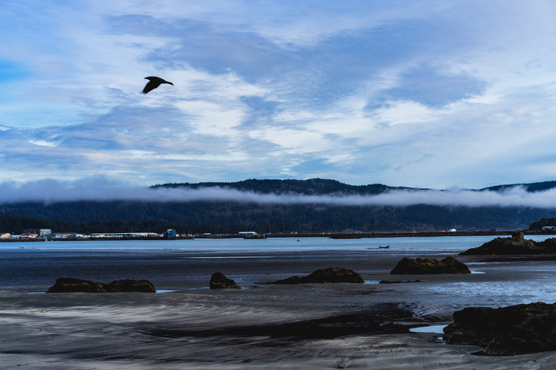 outdoors, scenics - nature, bird, one animal, mist, animal wildlife, flying, no people, united states, sea, vertebrate, water, cloud, crescent city, 5K