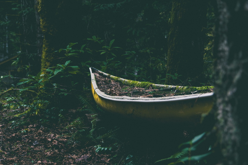 plant, day, green, overgrown, kayak, woods, abandoned, growth, water, outdoors, no people, canoe, beauty in nature, boat, united states, nature, mode of transportation