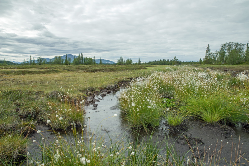 green color, growth, sky, water, fjäll, plant, outdoors, day, landscape, grass, field, nature, no people, swamp, scenics - nature, beauty in nature, sweden