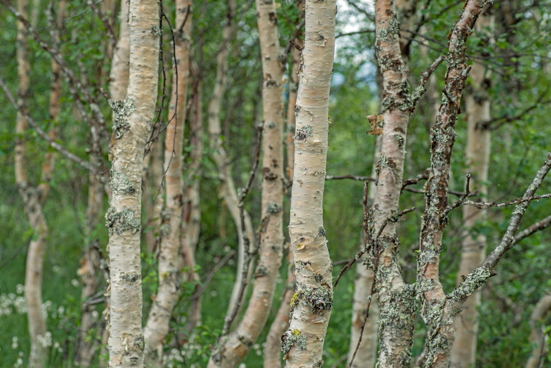 growth, pine tree, beauty in nature, Fjäll, branch, tree, day, focus on foreground, Landscape, 5K, Nature, tree Trunk, forest, scenics - nature, plant