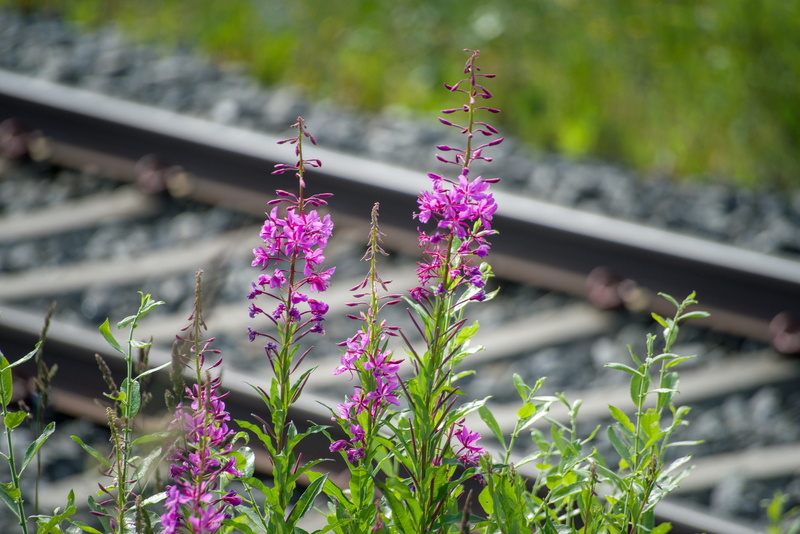 5K, freshness, train, architecture, growth, sweden, vulnerability, track, landscape, fragility, leaf, built structure, fjäll, beauty in nature, pink color