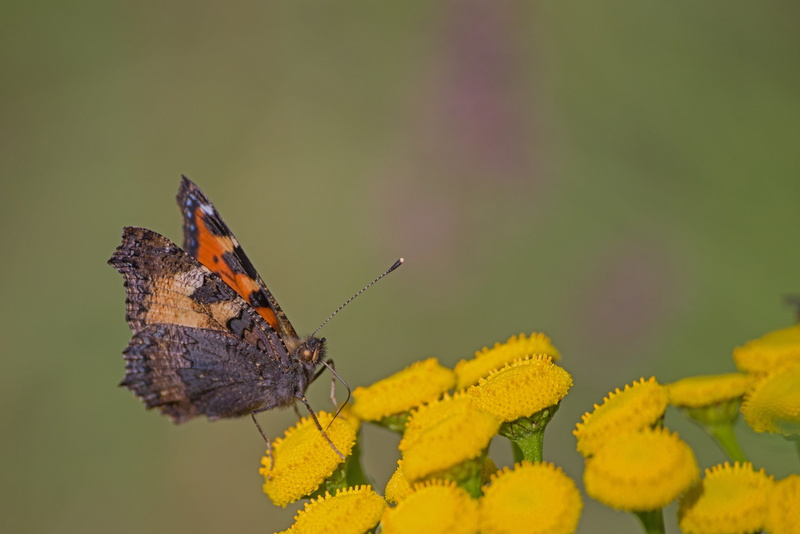 Sweden, Fjäll, yellow, Nature, Butterfly, outdoors, no people, petal, animals in the wild, flower head, vulnerability, beauty in nature, pollination, flower