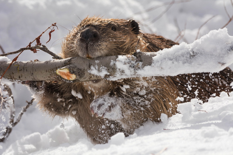 animal themes, wildlife, snow, close-up, cute, animals In The Wild, 5K, frost, winter, animal wildlife, animal, day, ice, branch, animal head, gnawing