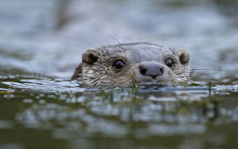 2560x1600, animals, beaver, swimming, brown, 2K