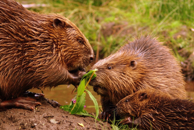 rodent, 1080P, castor, beaver